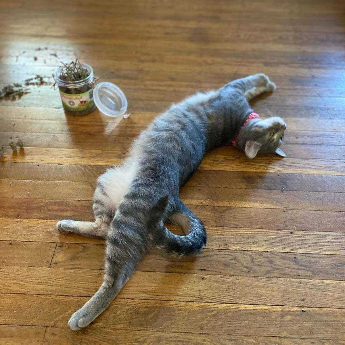Catnip Buds U8874