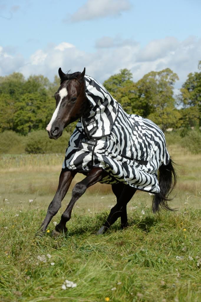 Zebra Sweet Itch U88892