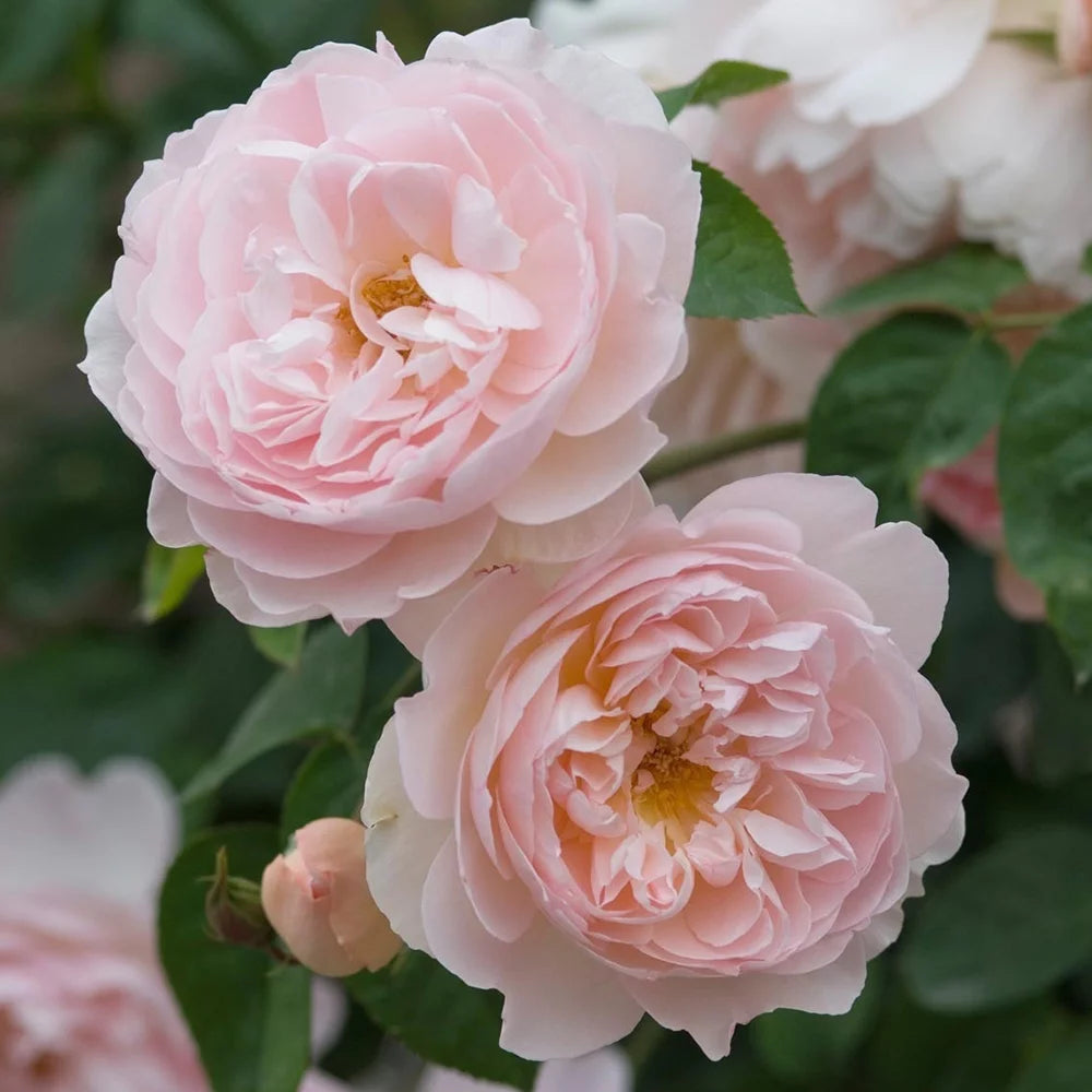 One Gallon Rose G4454