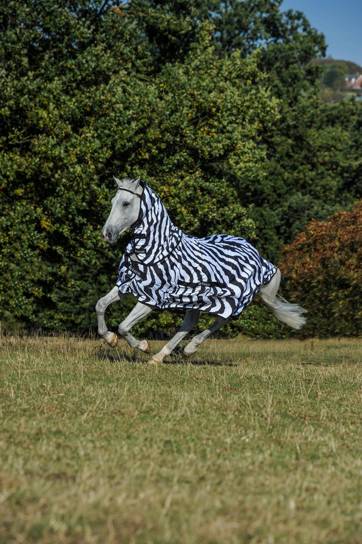 Zebra Sweet Itch U88892