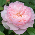 One Gallon Rose G4454
