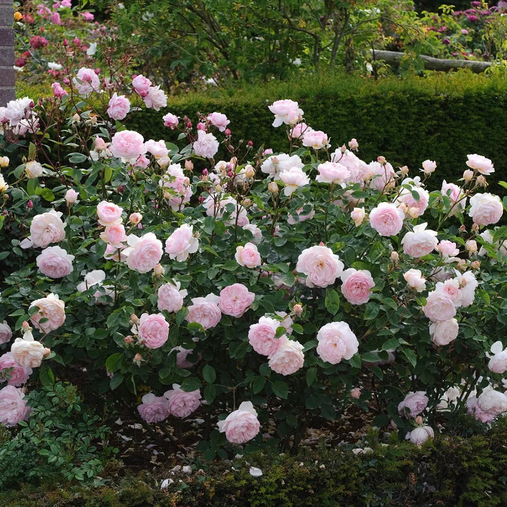 One Gallon Rose G4454