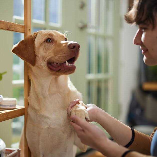 Pet Paw Protection Wax X58989