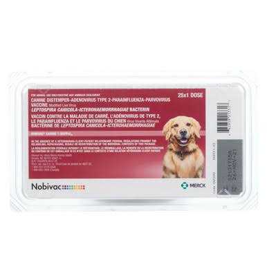 Canine 1 N228