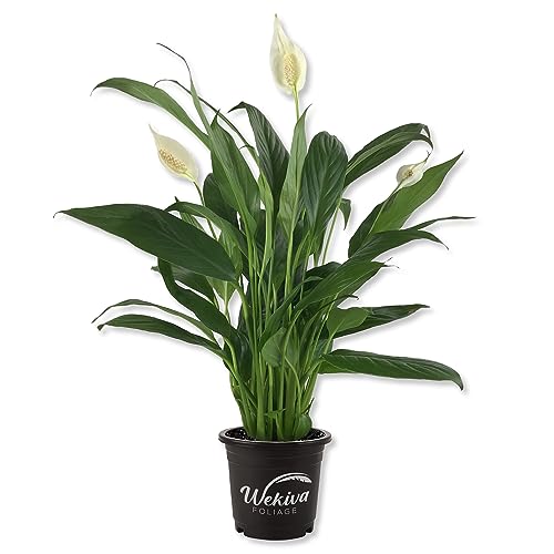 Peace Lily Starter Plant in 4 Inch Pot J19623
