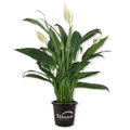 Peace Lily Starter Plant in 4 Inch Pot J19623