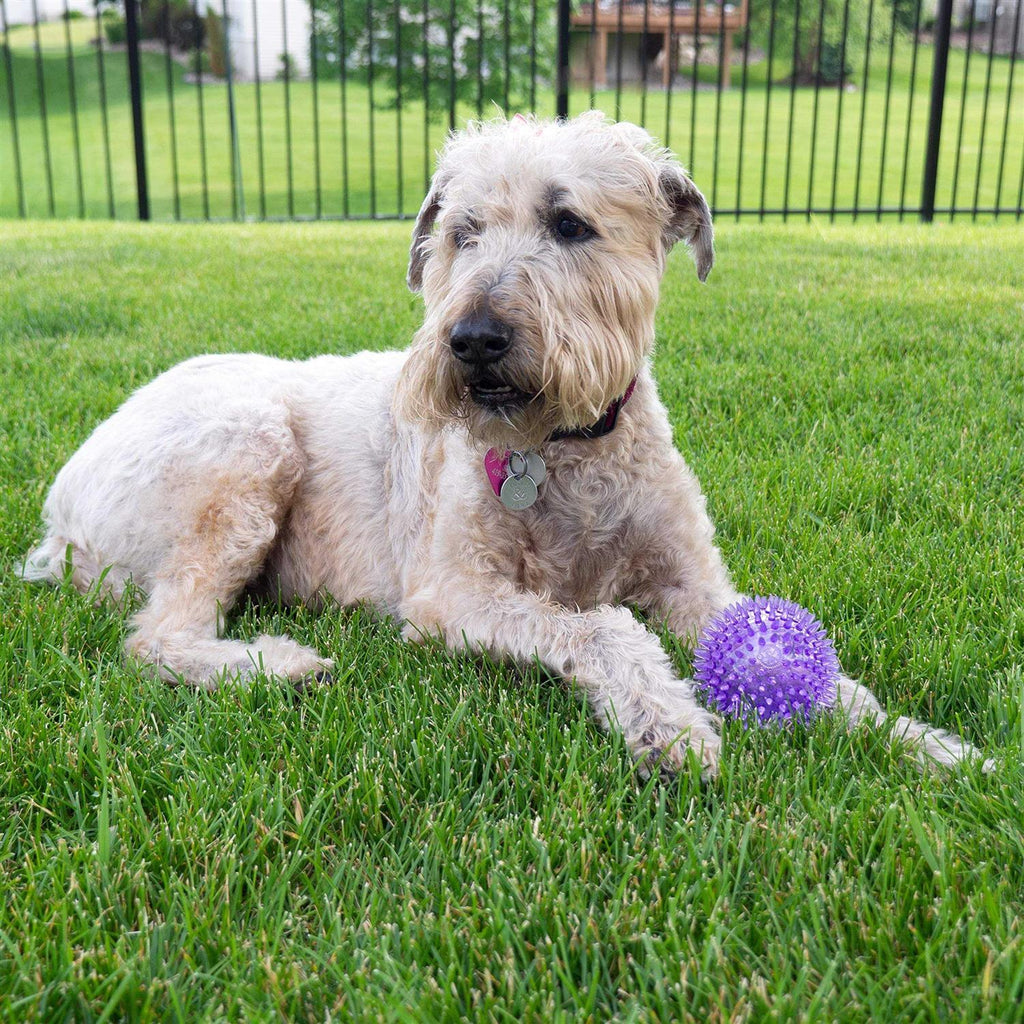 Squeaker Ball Dog Toy B986246