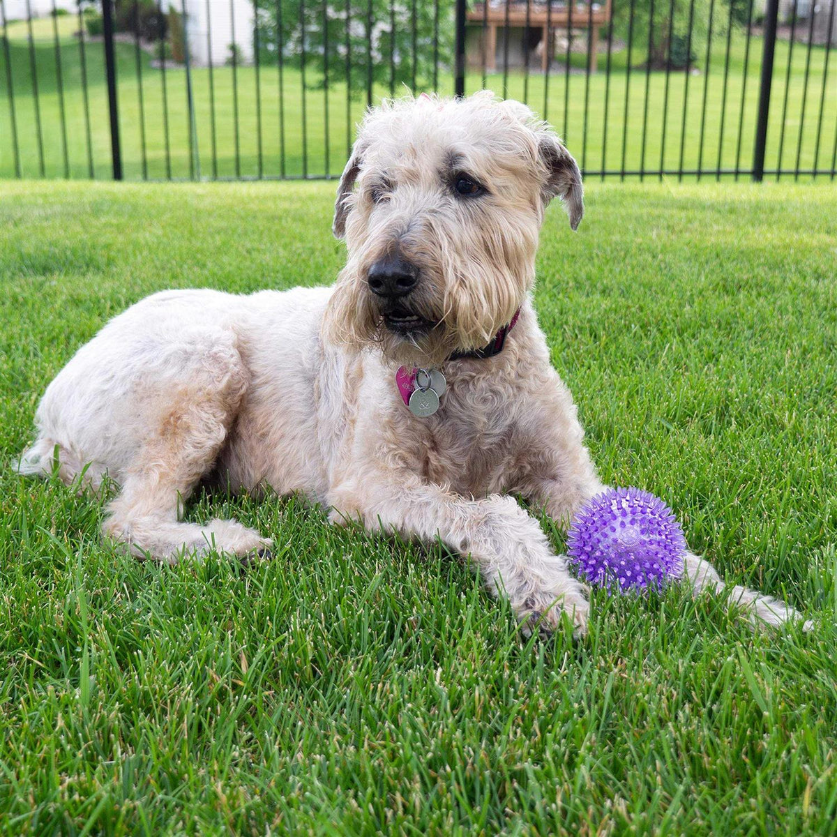 Squeaker Ball Dog Toy B986246