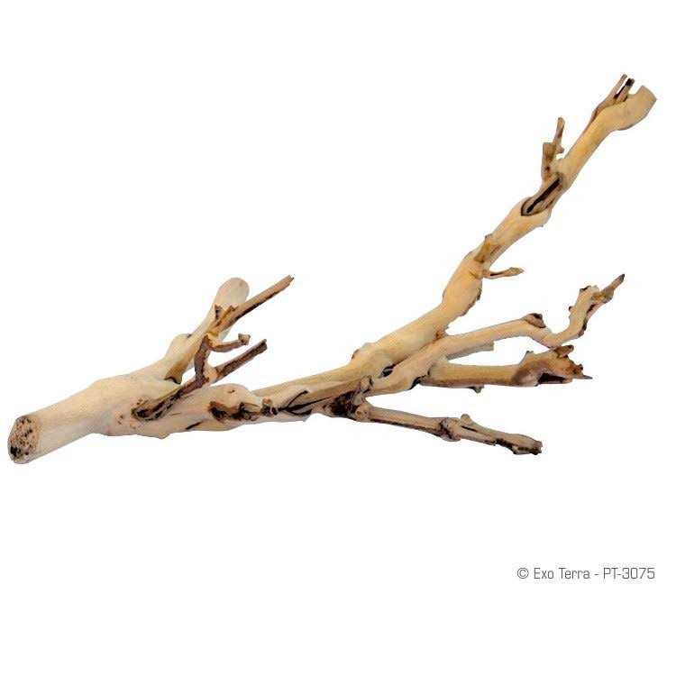 Forest Branch T343