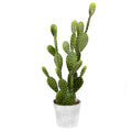 Potted Cactus in Concrete Pot Z734