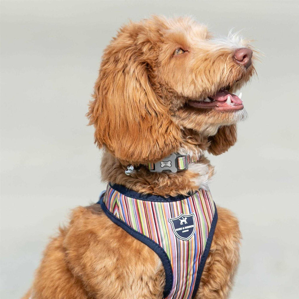 Nylon Dog Collar L99612