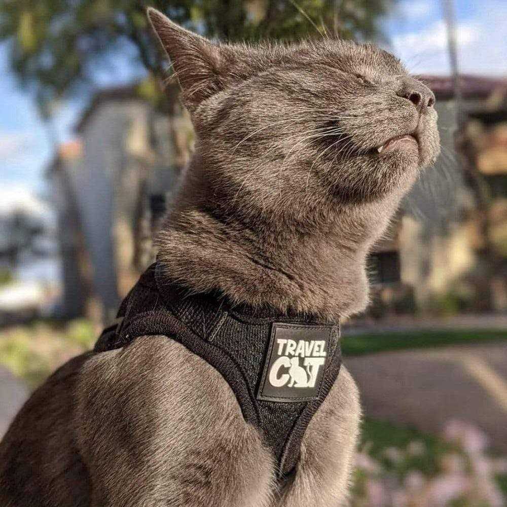 Reflective Cat & Kitten Harness and Leash Z274926
