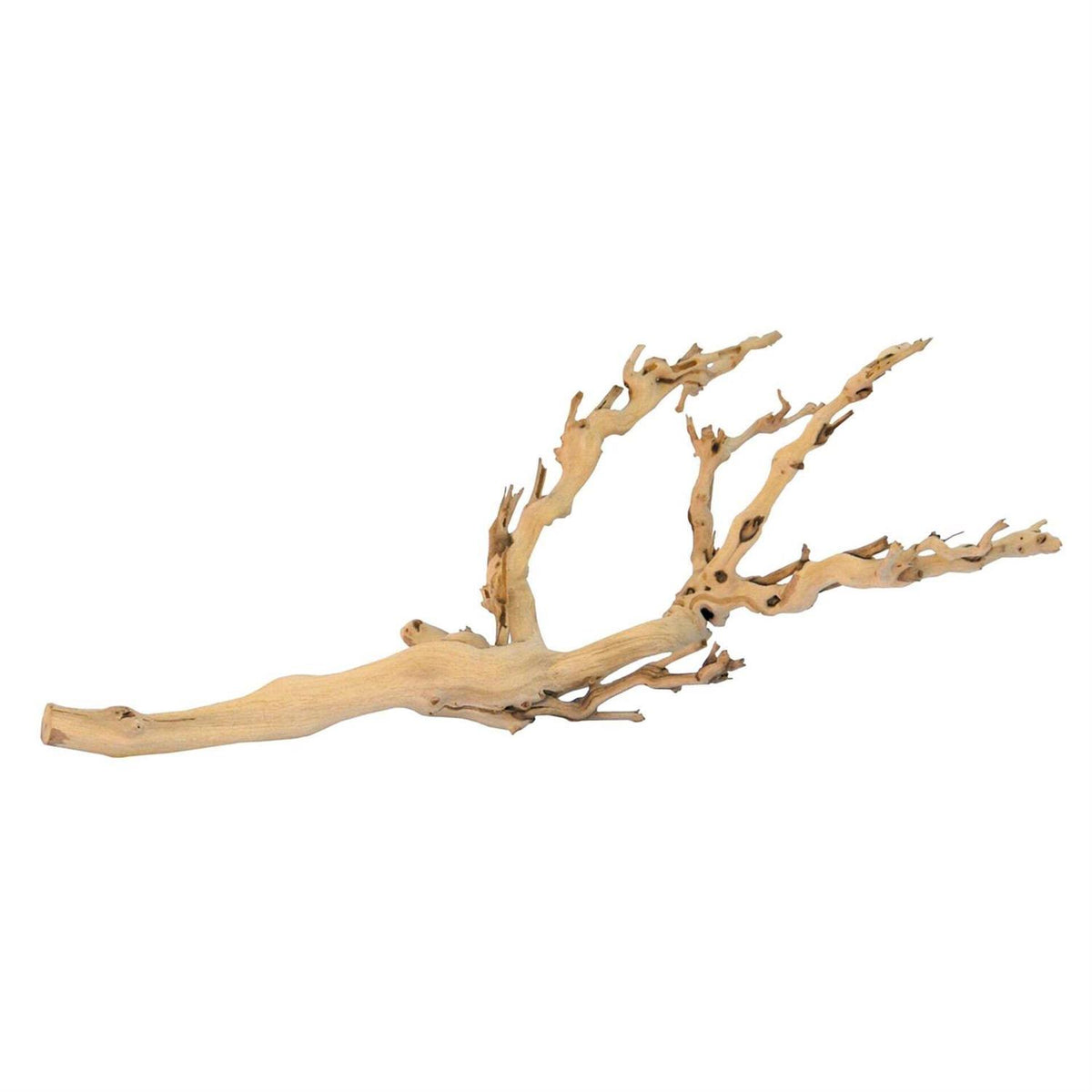 Forest Branch T343