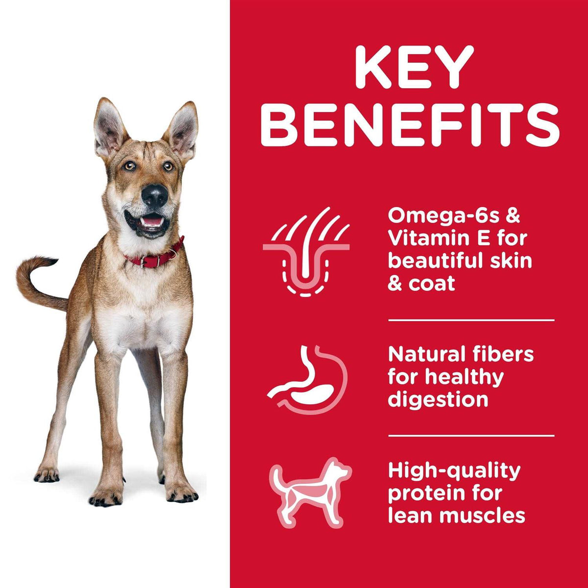 Adult Chicken & Barley Dry Dog Food J704