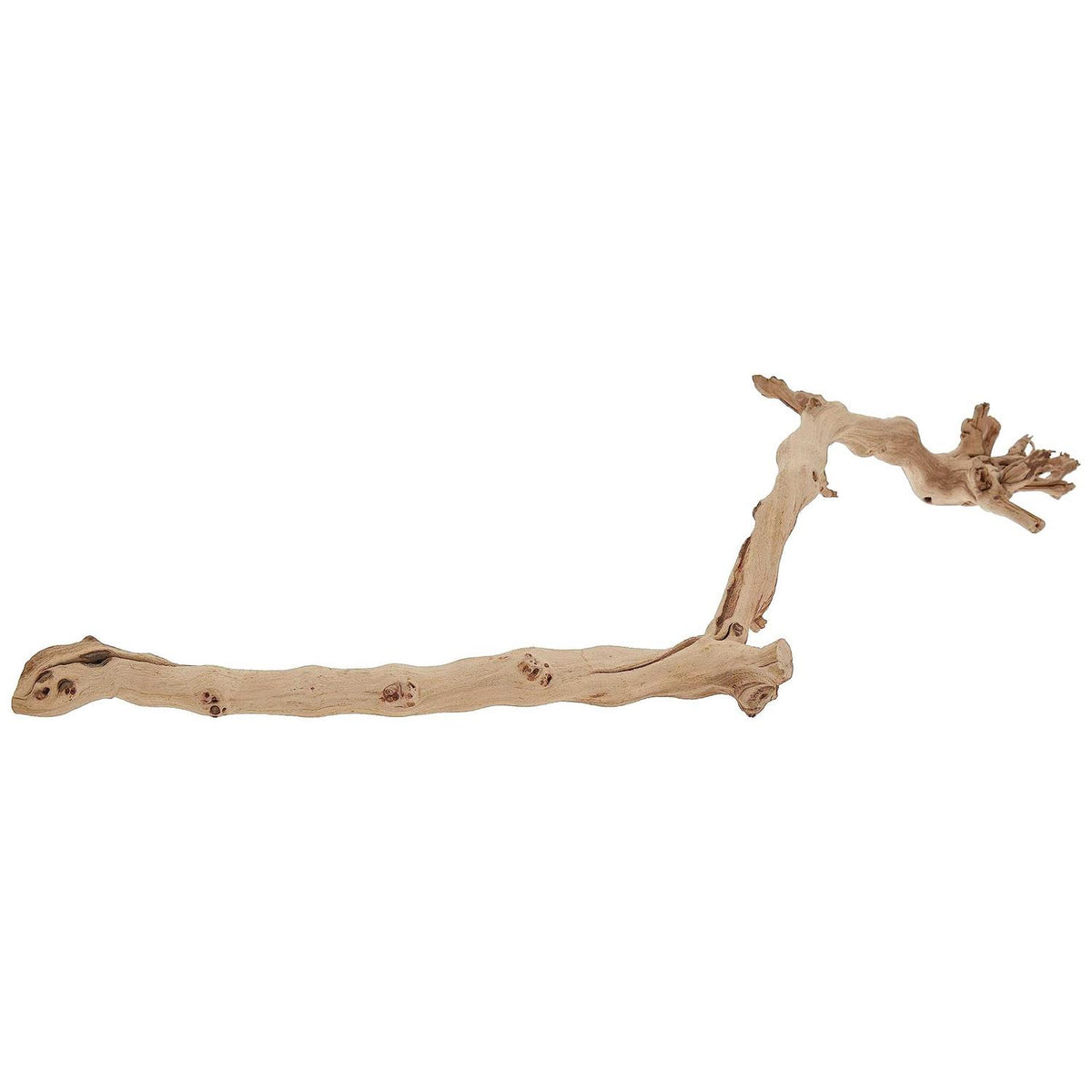 Forest Branch T343