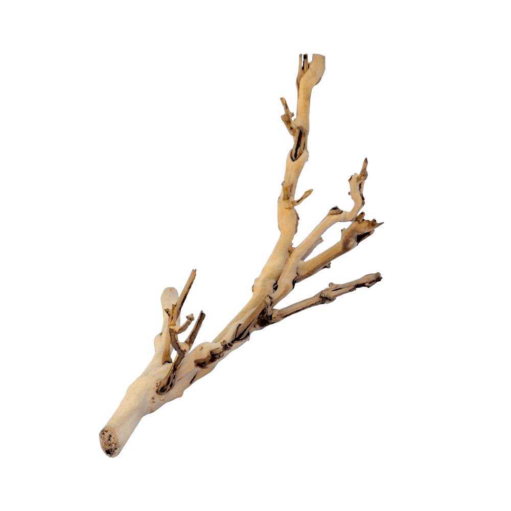 Forest Branch T343