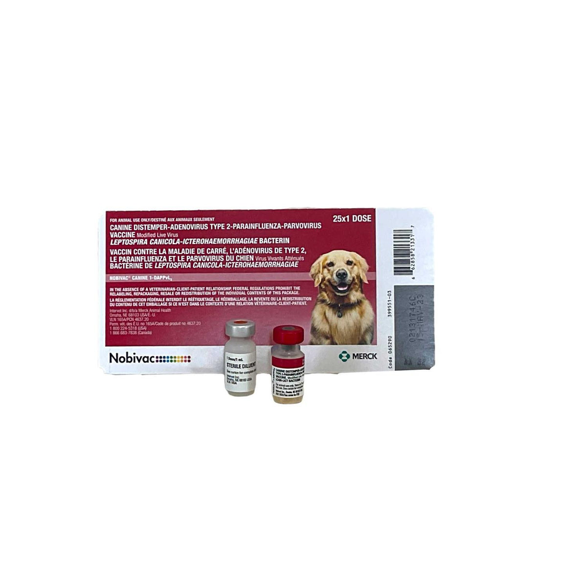 Canine 1 N228