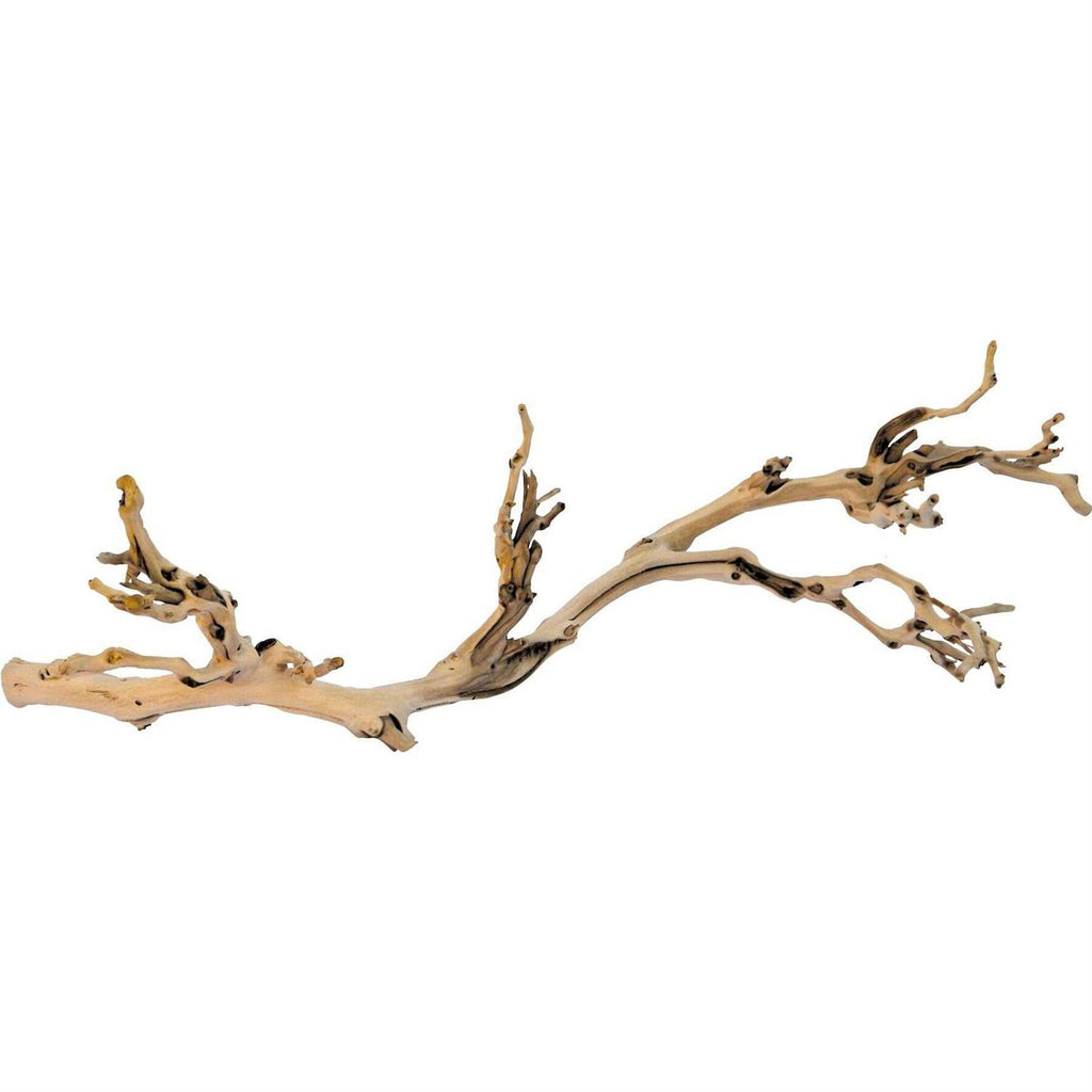 Forest Branch T343